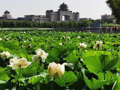 -莲花池公园
