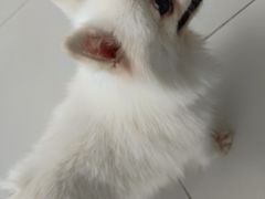-怪兽屋·羊驼·猫咖·狗咖(俊华广场店)