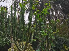 -中国科学院西双版纳热带植物园
