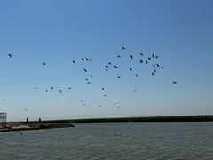 -南大港湿地风景区