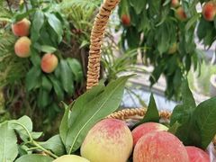 -老袁家蜜桃农场·阳山水蜜桃