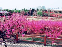 -秀丽东方