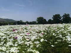 -径山花海