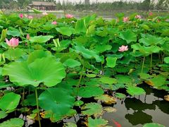 -西海子公园