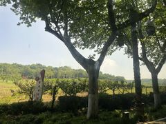 -宜兴龙背山森林公园