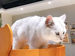 -藏猫猫咖啡主题馆(中央大道店)