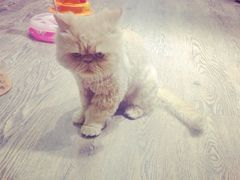 猫语时光咖啡书吧-小时光咖啡馆(开森度假森林店)