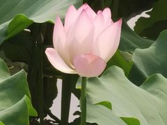 -荔湾湖公园
