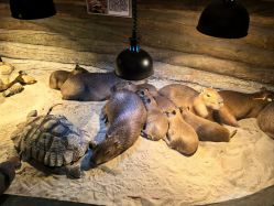 -Zoolung Zoolung动物主题公园(海信广场店)