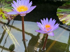 -国家植物园南园