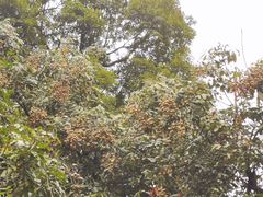 -张坝桂圆林公园
