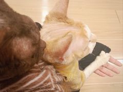 -喵八撸猫馆