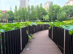 -陈家山荷花公园