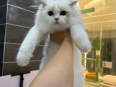 -babydoll猫舍·米努特·德文·缅因(久光中心店)