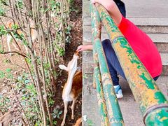 -合肥野生动物园