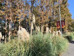 -上海长兴岛郊野公园