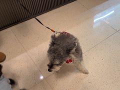 -帕帕拉兹宠物(亚洲旗舰店)