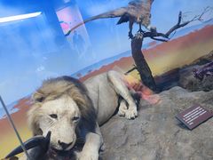 -国家自然博物馆