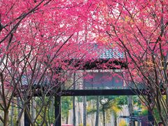 -合肥滨湖国家森林公园