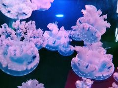 -青岛海底世界-水族馆
