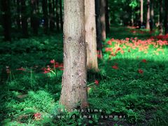 -黄海国家森林公园