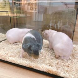 -Moni星球萌宠·小马宝莉·灵蛇·高端高阶全萌宠互动体验俱乐部(红豆国际广场店)