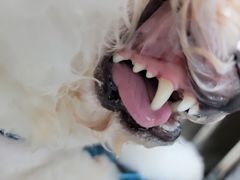 -1013 PET SHOP 宠物商店(近铁城市广场店)
