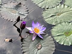 -云溪植物园