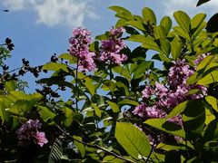 -南宁良凤江国家森林公园