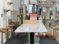 -喵园·猫主题咖啡厅·撸猫·猫咖(国贸店)