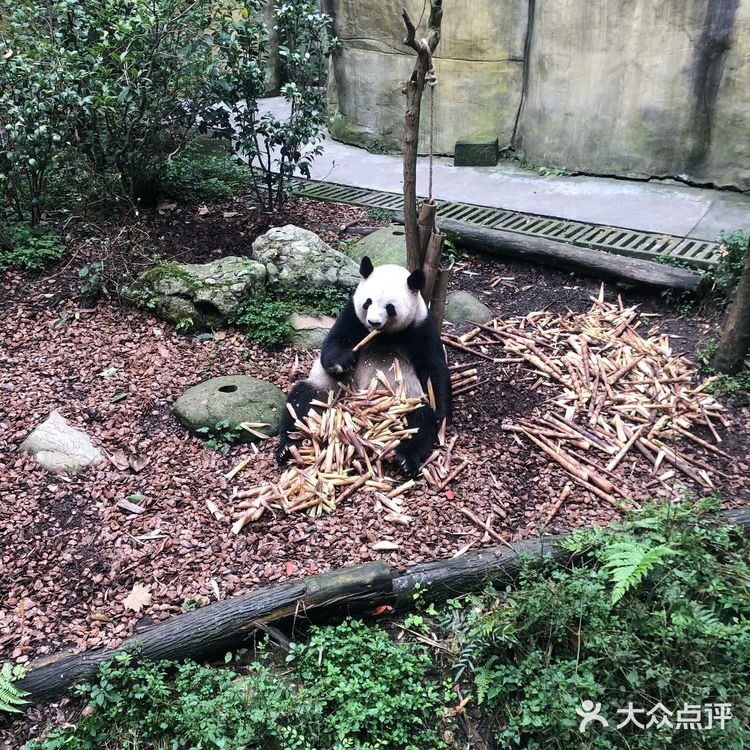 成都旅游攻略|休闲看熊猫之旅