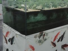 -上海都市菜园