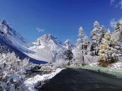 -金鼎雪山牦牛杂火锅(理县总店)