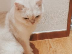 -1013 PET SHOP精品宠物商店(丁香店)