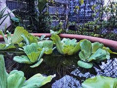 -肴约·花园式餐厅(湖里店)