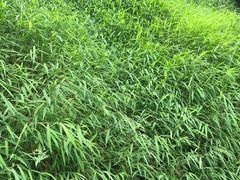 -张坝桂圆林公园