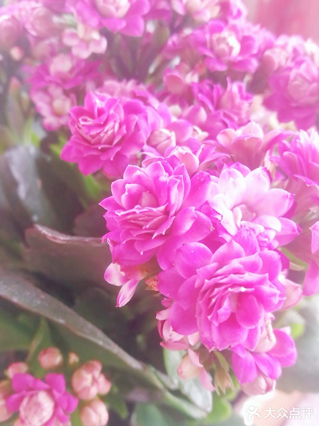 默默的迎接着春天的到来！