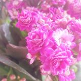 默默的迎接着春天的到来！