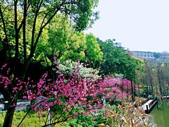 -重庆彩云湖湿地公园
