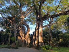 -瑞丽独树成林风景区