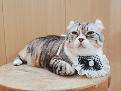 -MOCHA明星猫咖(田子坊店)