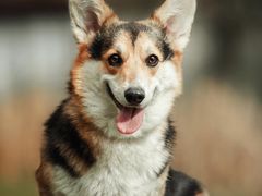 -刘一锅筋头巴脑(小北店)