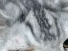 -爱侣宠医·鹦鹉专科·小型哺乳类·异宠专科(灵石路店)