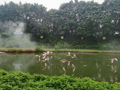-广州长隆飞鸟乐园