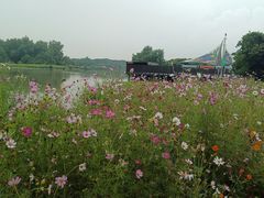 -大湾区中央湿地公园