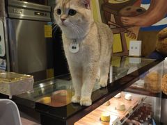 -咖法森林·咖啡  酒吧(天河店)