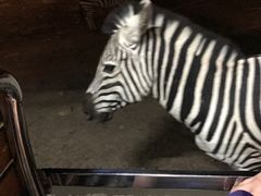 -清迈夜间动物园