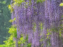 -嘉定紫藤园