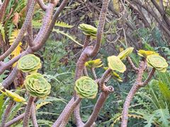 -墨尔本皇家植物园
