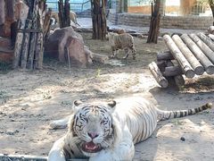 -北京野生动物园